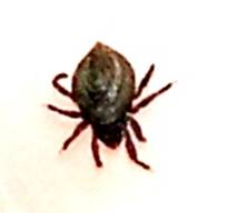 Zecken 3